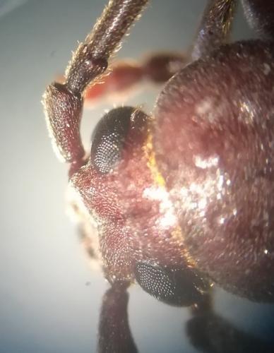 Réf. 261 795 : Arhopalus rusticus